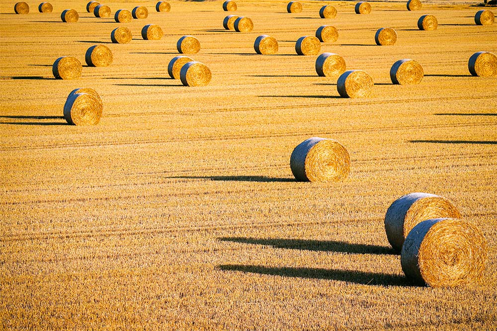 Corn Field C2x